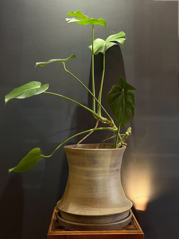 Large Planter and Drip Tray